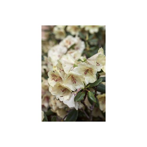 4063654076582 - Rhododendron Hybr Viscy Rhododendron 30–40 cm 4063654076582 - Rhododendron Hybr Viscy Rhododendron 30–40 cm