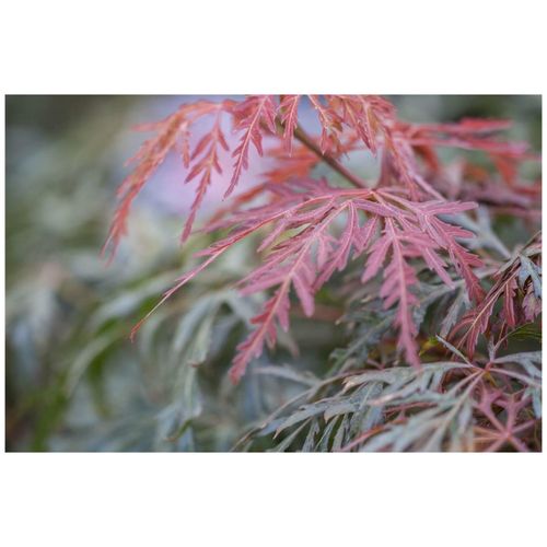 4063654241331 - Acer palmatum Orangeola Japanischer Ahorn orange-rot 40–60 cm