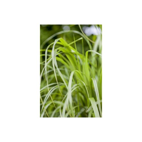 4063654239529 - Calamagrostis brachytricha Diamantgras 3-5 Liter Container