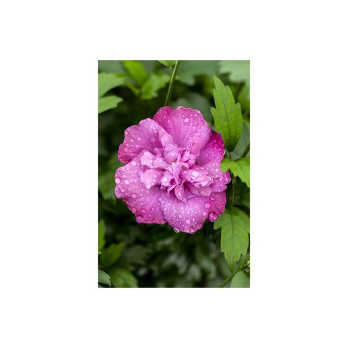 4063654845911 - Hibiscus syriacus Magenta Chiffon Gartenhibiskus magenta 60–80 cm 4063654845911 - Hibiscus syriacus Magenta Chiffon Gartenhibiskus magenta 60–80 cm