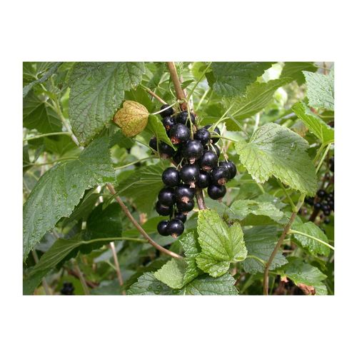4063654228561 - Ribes nigrum Titania Schwarze Johannisbeere 60 cm Stammhöhe