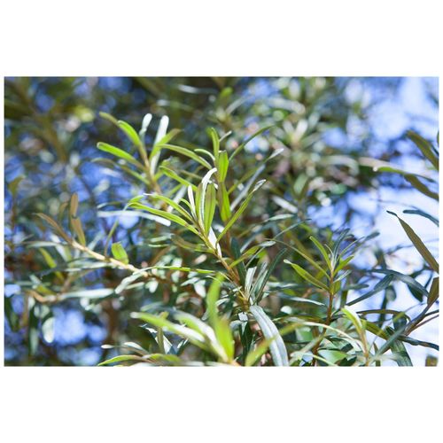 4063654817260 - Hippophae rhamnoides Pollmix Sanddorn 40–60 cm