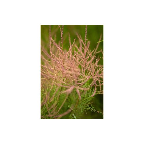 4063654021933 - Tamarix parviflora Rosarote Tamariske 60–100 cm