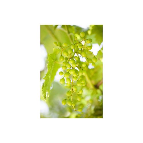 4063654223917 - Vitis vinifera Muskateller Weinrebe 80–100 cm 4063654223917 - Vitis vinifera Muskateller Weinrebe 80–100 cm