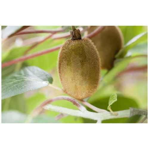 4063654225478 - Actinidia chinensis Hayward Kiwi grün 100–150 cm
