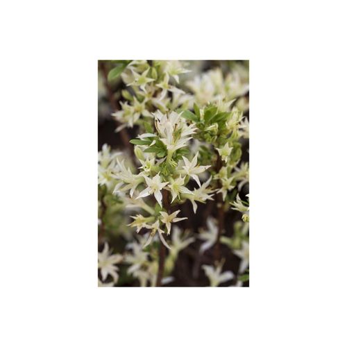 4063654092421 - Rhododendron atlanticum Azalee weiß-rosa 30–40 cm