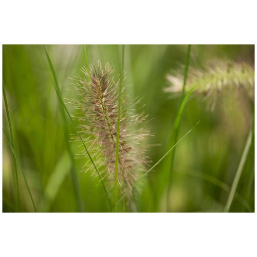 4063654816874 - Pennisetum alopecuroides Little Bunny Lampenputzergras kompakt 3-5 L Topf 4063654816874 - Pennisetum alopecuroides Little Bunny Lampenputzergras kompakt 3-5 L Topf