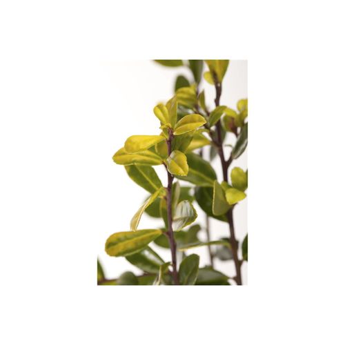 4063654227229 - Ilex crenata Golden Gem Japanische Stechpalme goldgelb 30–40 cm
