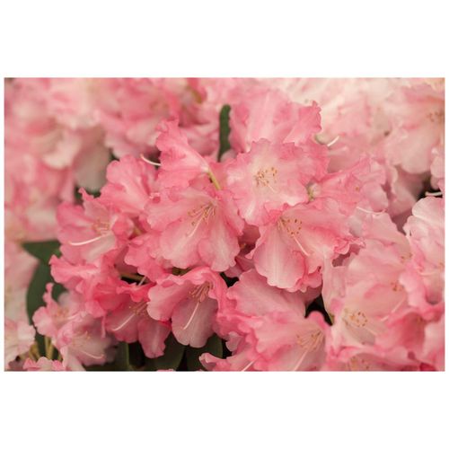 4063654067696 - Rhododendron yakushimanum Marlis rosa Blüten 30–40 cm