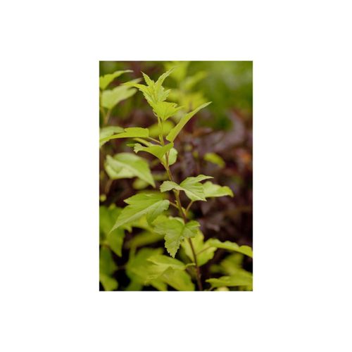 4063654241690 - Physocarpus opulifolius Angel Gold Blasenspiere goldgelb 40–60 cm
