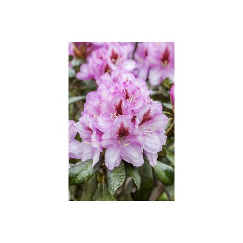 4063654240136 - Rhododendron Hybr Diadem Rhododendron rosa Blüten 30–40 cm