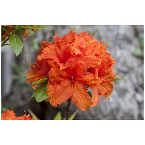 4063654267836 - Rhododendron luteum Golden Eagle gelb 30–40 cm