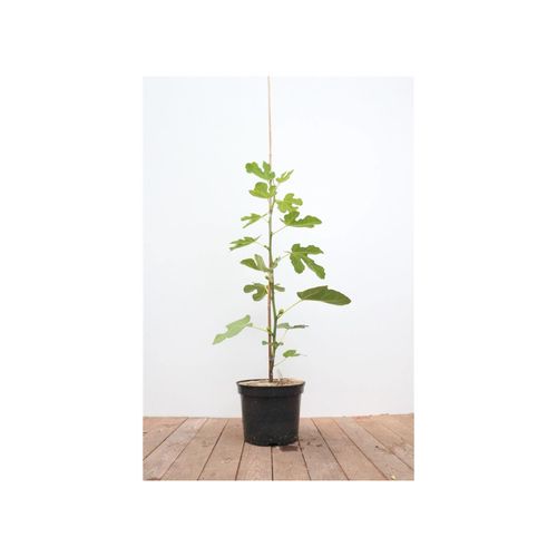 4063654101017 - Ficus carica Feige 100–125 cm essbare Früchte