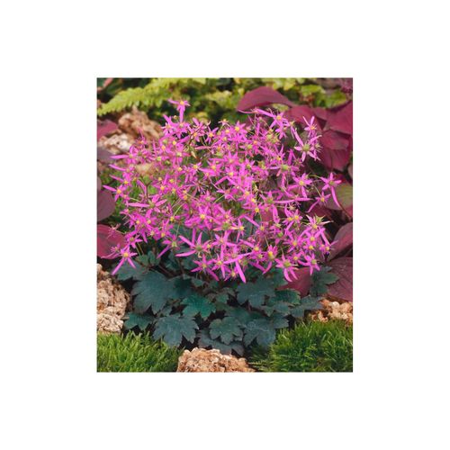 4063654310600 - Saxifraga cortusifvarfortBlack Ruby Steinbrech rubinrot ca 9x9 cm Topf 4063654310600 - Saxifraga cortusifvarfortBlack Ruby Steinbrech rubinrot ca 9x9 cm Topf