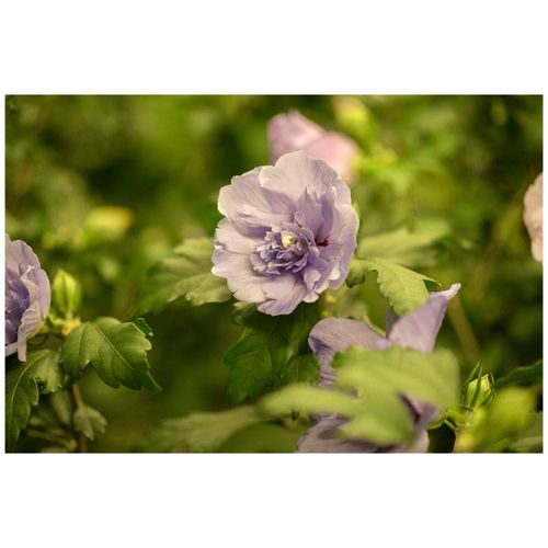 4063654237938 - Hibiscus syriacus Lavender Chiffon Roseneibisch lavendel 40–60 cm