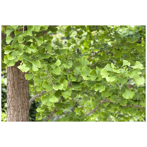 4063654322474 - Ginkgo biloba Fächerblattbaum 125–150 cm