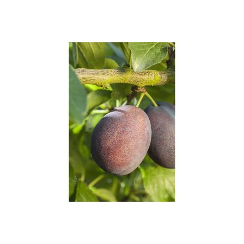 4063654277613 - Prunus domestica Graf Althans Pflaume 150–200 cm CAC