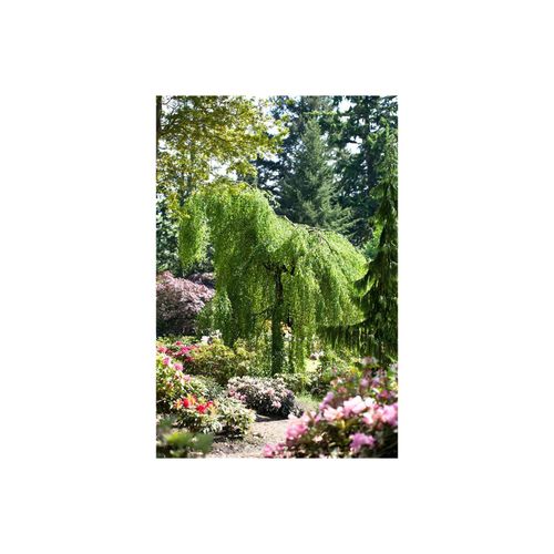 4063654318453 - Betula pendula Youngii Hängebirke 120 cm Stammhöhe 4063654318453 - Betula pendula Youngii Hängebirke 120 cm Stammhöhe