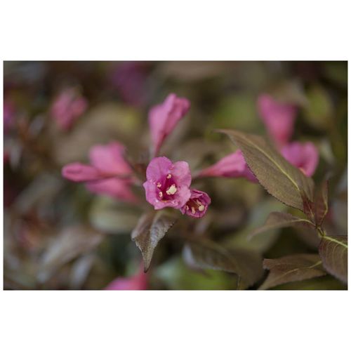 4063654253860 - Weigela florida Minor Black Weigelie dunkelrot 40–60 cm