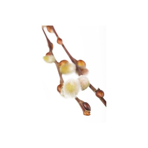 4063654003250 - Salix caprea Nico Kätzchenweide 60 cm Stammhöhe