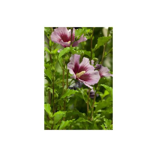 4063654812920 - Hibiscus syriacus Russian Violet Gartenhibiskus violett 60–80 cm
