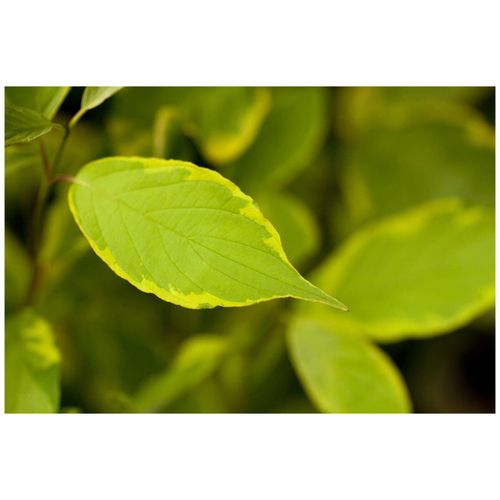 4063654316466 - Cornus alba Gouchaultii Hartriegel buntes Laub 60–100 cm 4063654316466 - Cornus alba Gouchaultii Hartriegel buntes Laub 60–100 cm