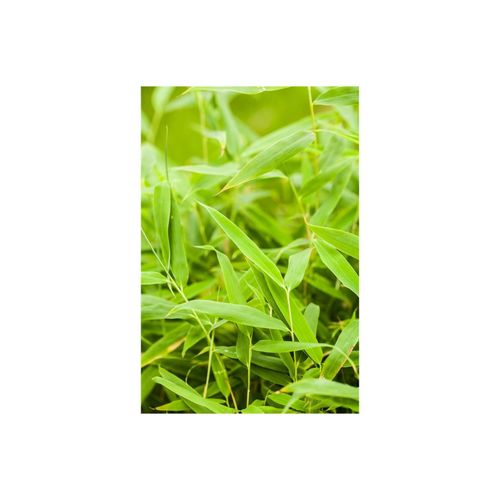 4063654008743 - Fargesia murielae Jumbo Gartenbambus immergrün 150–175 cm