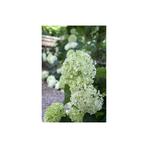 4063654347279 - Hydrangea arborescens Annabelle Schneeballhortensie weiß 100–125 cm