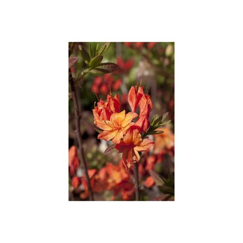 4063654080428 - Rhododendron luteum Rumba gelb-rot 30–40 cm 4063654080428 - Rhododendron luteum Rumba gelb-rot 30–40 cm