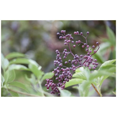 4063654339632 - Sambucus nigra Schwarzer Holunder 40–60 cm 4063654339632 - Sambucus nigra Schwarzer Holunder 40–60 cm