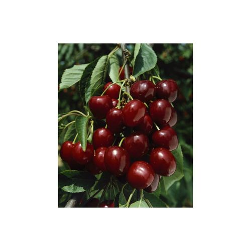 4063654227519 - Prunus avium Große Schwarze Knorpel Süßkirsche 40 cm Stammhöhe 4063654227519 - Prunus avium Große Schwarze Knorpel Süßkirsche 40 cm Stammhöhe