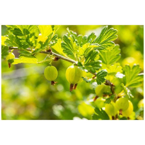 4063654251866 - Ribes uva-crispa Hinnonmäki Grün Stachelbeere grün 60 cm Stammhöhe 4063654251866 - Ribes uva-crispa Hinnonmäki Grün Stachelbeere grün 60 cm Stammhöhe