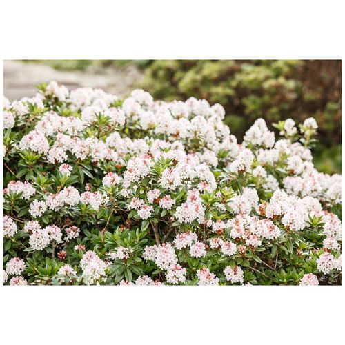 4063654260479 - Rhododendron micranthum Bloombux -R- kompakt 30–40 cm 4063654260479 - Rhododendron micranthum Bloombux -R- kompakt 30–40 cm