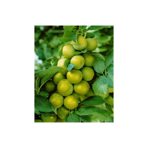 4063654275107 - Prunus domestica Quillins Reneklode Reneklode 150–200 cm