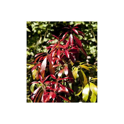 4063654342335 - Pieris japonica Red Mill Japanische Lavendelheide rot 30–40 cm 4063654342335 - Pieris japonica Red Mill Japanische Lavendelheide rot 30–40 cm