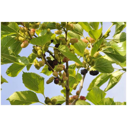 4063654813897 - Morus nigra Schwarze Maulbeere 60–80 cm 4063654813897 - Morus nigra Schwarze Maulbeere 60–80 cm