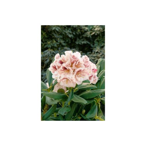 4063654086765 - Rhododendron Hybr Prinses Maxima rosa Blüten 50–60 cm