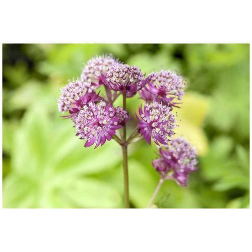 4063654289227 - Astrantia major Primadonna Sterndolde rosa ca 11x11 cm Topf