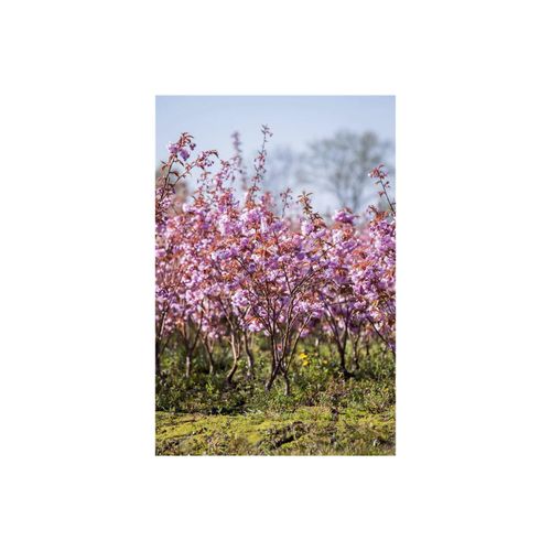 4063654243090 - Prunus serrulata Kanzan Japanische Blütenkirsche rosa 40–60 cm