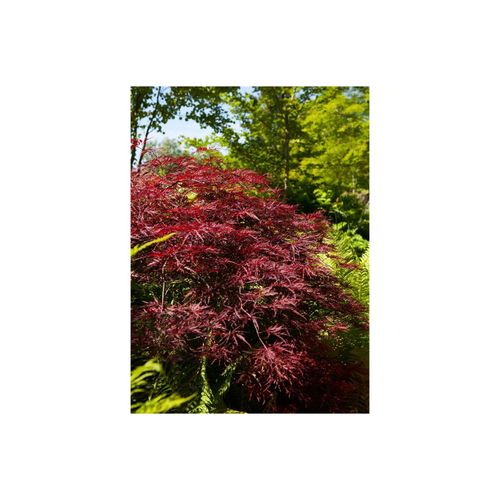 4063654226925 - Acer palmatum Red Pygmy Japanischer Ahorn rot 60–80 cm 4063654226925 - Acer palmatum Red Pygmy Japanischer Ahorn rot 60–80 cm