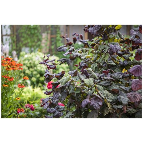 4063654813040 - Corylus maxima Red Majestic -S- Purpur-Hasel rotblättrig 40–60 cm 4063654813040 - Corylus maxima Red Majestic -S- Purpur-Hasel rotblättrig 40–60 cm
