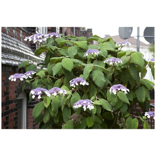 4063654347439 - Hydrangea aspera Macrophylla Samthortensie 40–60 cm große Blätter