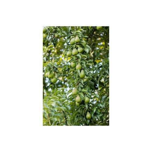 4063654001140 - Pyrus communis Gräfin von Paris Birne 150–200 cm 4063654001140 - Pyrus communis Gräfin von Paris Birne 150–200 cm