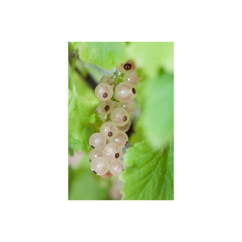 4063654235569 - Ribes rubrum Weiße Versailler Weiße Johannisbeere 60 cm Stammhöhe 4063654235569 - Ribes rubrum Weiße Versailler Weiße Johannisbeere 60 cm Stammhöhe
