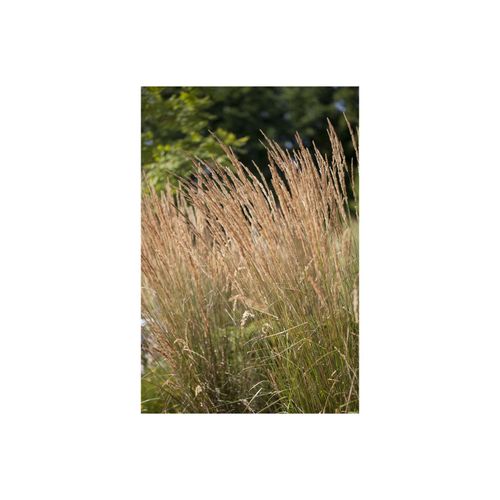 4063654239192 - Calamagrostis x acutiflora Karl Foerster Reitgras 3-5 Liter Container
