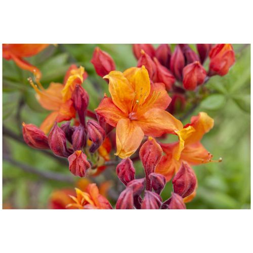 4063654079262 - Rhododendron luteum Sunny Boy gelb 30–40 cm
