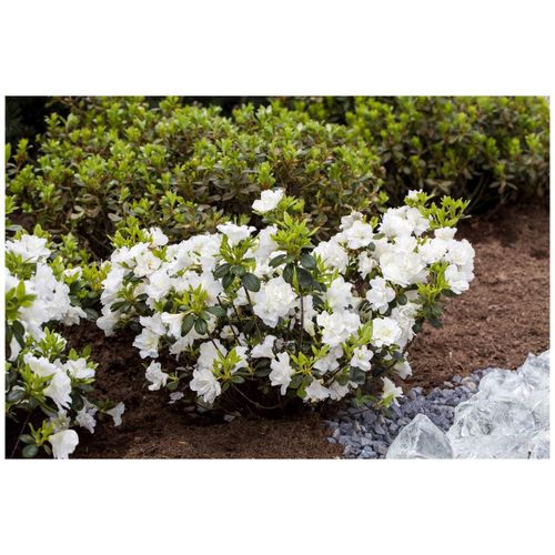4063654007777 - Rhododendron obtusum Schneeperle weiß 20–25 cm