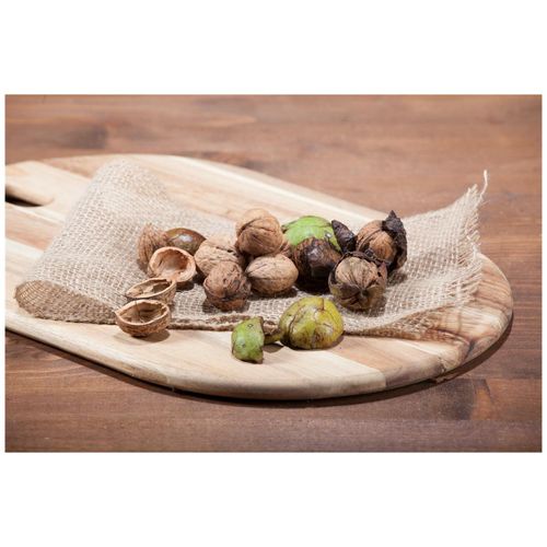 4063654249214 - Juglans regia Walnussbaum 125–150 cm robust