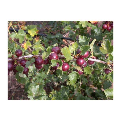 4063654225911 - Ribes x nidigrolaria Jostabeere 90 cm Stammhöhe