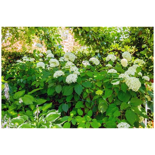 4063654815648 - Hydrangea arborescens Grandiflora Schneeballhortensie weiß 60–100 cm